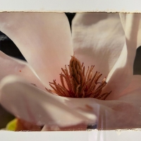 magnolia-web