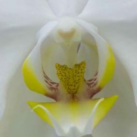 Orchid A