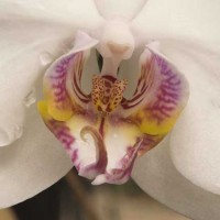 Orchid E