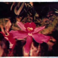 Fuscia Orchid