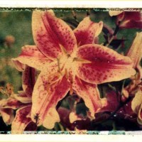 Uncle John\'s Lily