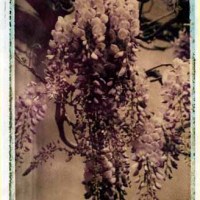 Cascading Bouquet I