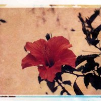 Hibiscus in Otovalo