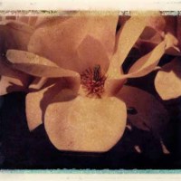 Magnolia