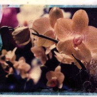 Orchid with Spanish Moss
