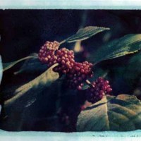 Purple Berries