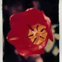 Red Tulip