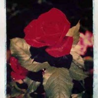 Red Velvet Rose