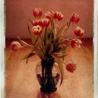 Tulips in Winter